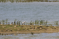 Elegant bird searching for food near water's edge